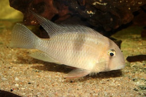 Guianacara geayi 