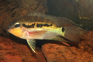 Krobia itanyi 