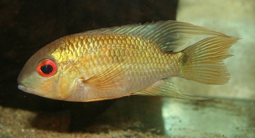 Krobia sp. "yeux rouges"