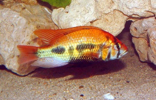 Haplochromis  sp. 'allred'