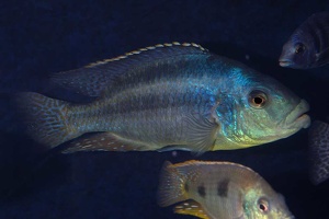 Cheilochromis euchilus 