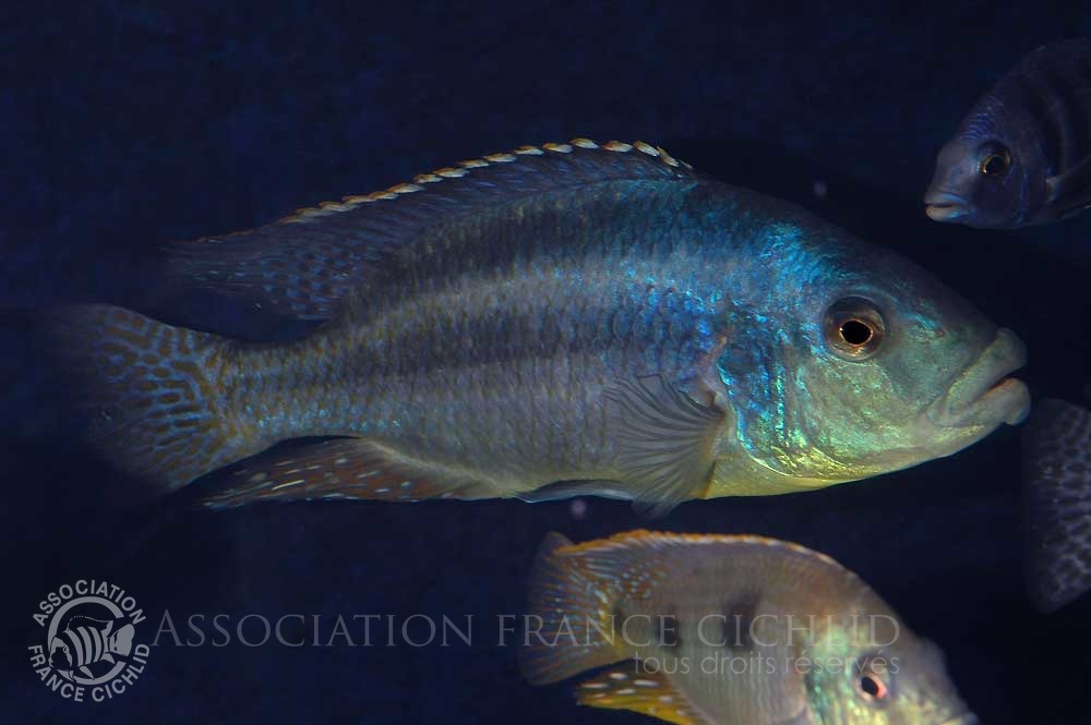 cheilochromis-euchilus-bj-a.jpg