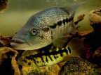 parachromis-dovii-evb1.jpg