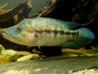 parachromis-dovii-2evb.jpg