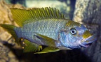 petrochromis-macrognathus-em-a.jpg