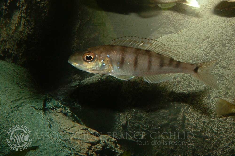 microdontochromis-tenuidentatus-bj-b.jpg