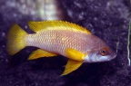 neolamprologus-mustax-bj-a.jpg