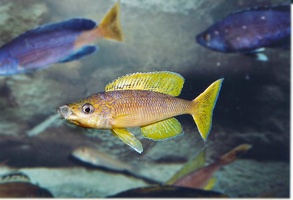 Cyprichromis sp. jumbo 'Kitumba'