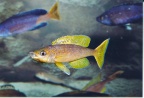 cyprichromis-sp-jumbo-cd-a.jpg