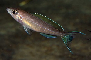 Paracyprichromis aff. brieni "velifer" Kitumba mâle