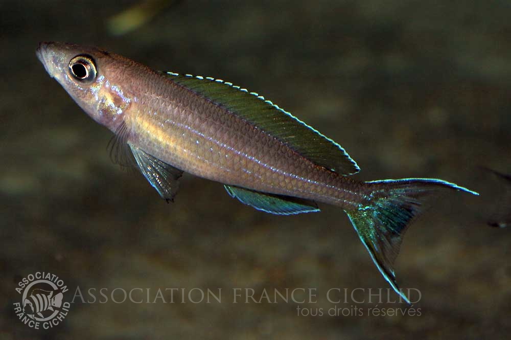 paracyprichromis-brieni-velifer-pt-a.jpg