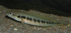 Crenicichla-belly-crawler.jpg