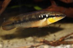 crenicichla-sp-pernambuco-nb-a.jpg