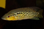crenicichla-sp-pernambuco-nb-b.jpg