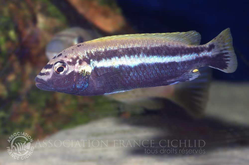 melanochromis-auratus-bj-b.jpg