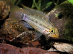 apistogramma_gosei_nf_a.jpg