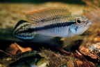 apistogramma-agassizii-nf_a.jpg