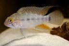 apistogramma-piauiensis_nf_a.jpg