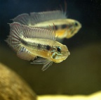 apistogramma_elizabethae_nf_a.jpg