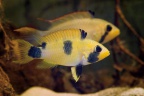 apistogramma_pantalone_nf_f.jpg