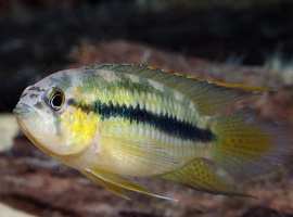 Nannacara aureocephalus