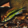 haplochromis-paropius-mn.JPG
