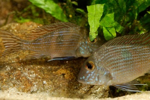 Geophagus parnaibae 