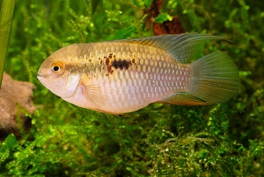 Laetacara fulvipinnis 