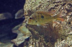 geophagus-surinamensis-bj-a.jpg