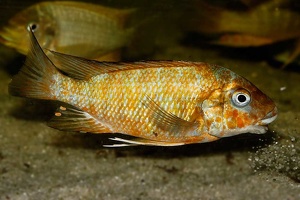 Petrochromis sp. Kazumbe