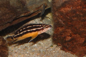 Julidochromis cf. transcriptus