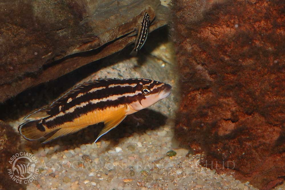 julidochromis-ornatus-bj-a.jpg