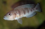 neolamprologus-hecqu-bj-a.jpg