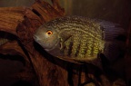 heros-efasciatus-bj-c.jpg