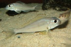 xenotilapia-longispinnis-bj-a.jpg