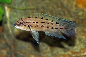 Chalinochromis brichardi ssp. "ndobhoi"
