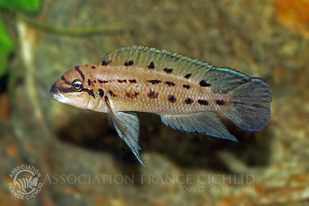 chalinochromis-ndobhoi-bj-a.jpg