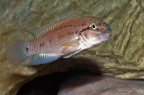 telmatochromis-brachygnathus-sb-a.jpg