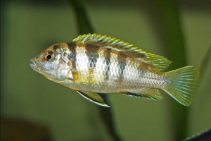 Labidochromis  sp. 'perlmutt'