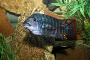 Petrochromis sp. longola