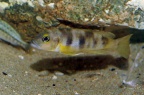 lepidiolamprologus-boulengeri-bj.jpg