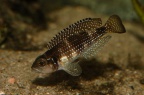 neolamprologus-meleagris.jpg
