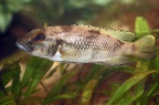 lepidiolamprologus-lemairii-bj-a.jpg