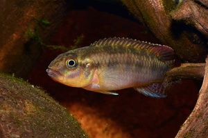 Congochromis cf. sabinae