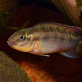 congochromis-cf-sabinae-mai-ndombe-aj-a.jpg