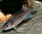 tangachromis-dhanisi-jr-a.jpg