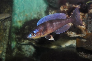 Cyprichromis sp. "Kibishi"