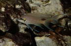 neolamprologus-brichardi-bj-a.jpg