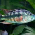 paralabidochromis-chilotes-cj-a.jpg