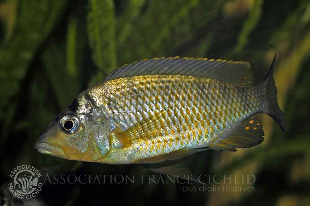 gnathochromis-pfefferi-dj-b.jpg